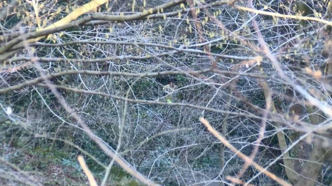 Cesedin yerini çöp konteynerine yazdı! Ormanda esrarengiz cinayet 7